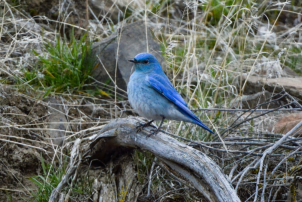 Mountain-Bluebird