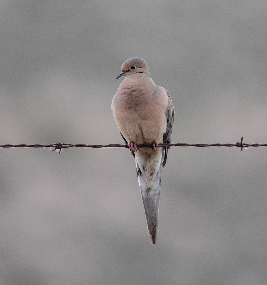 Mourning-Dove-1