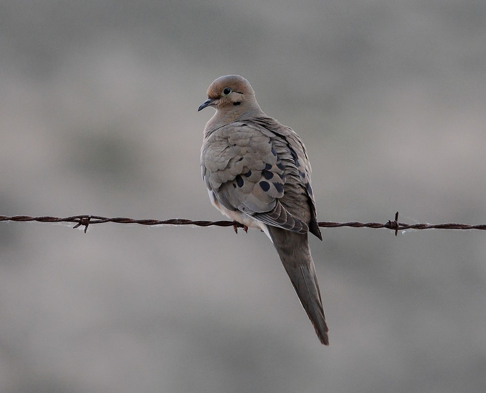 Mourning-Dove