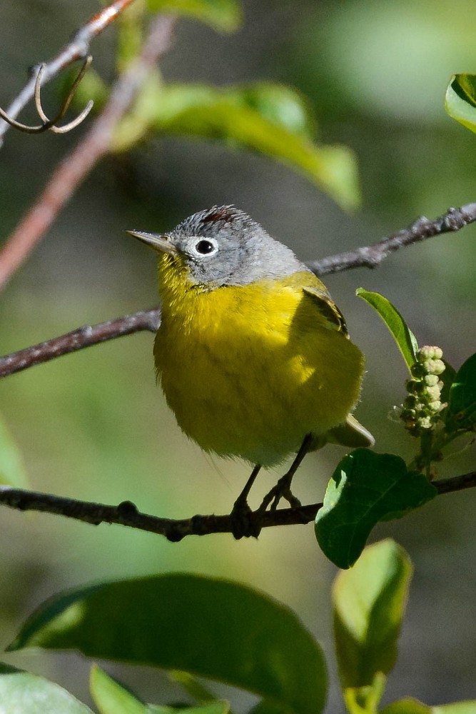 Nashville-warbler