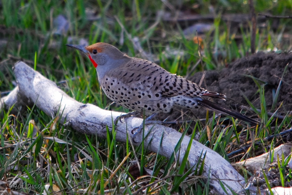 Northern-Flicker