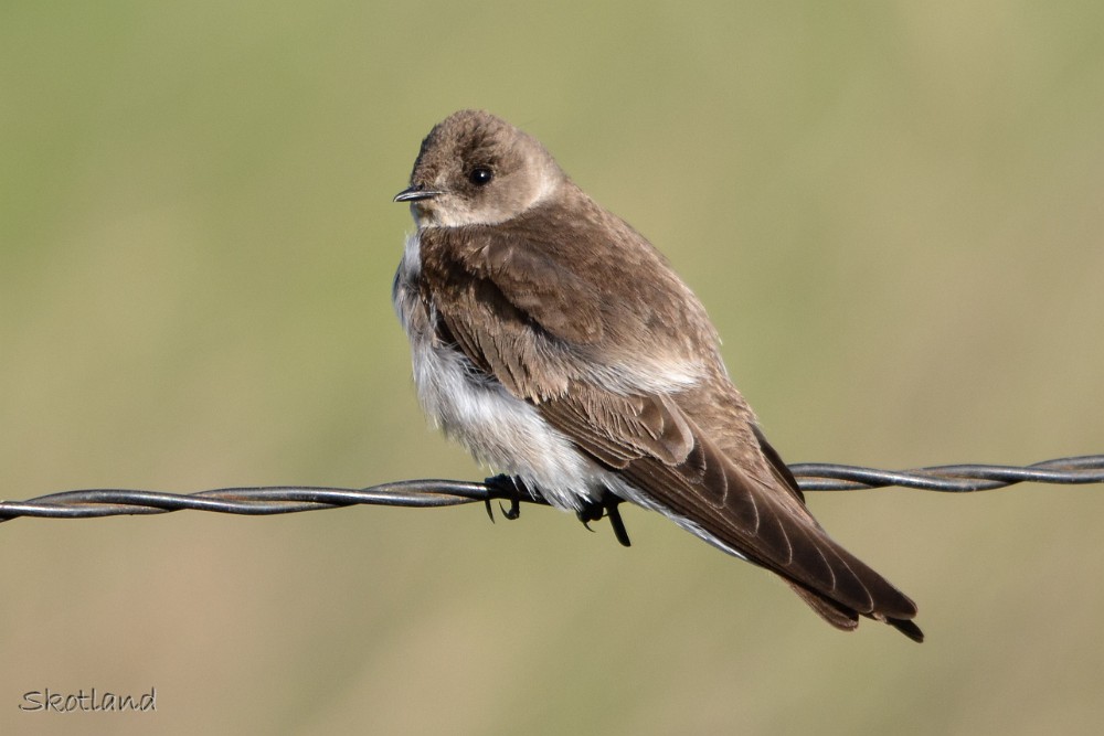 Northern-Rough-winged-Swallow