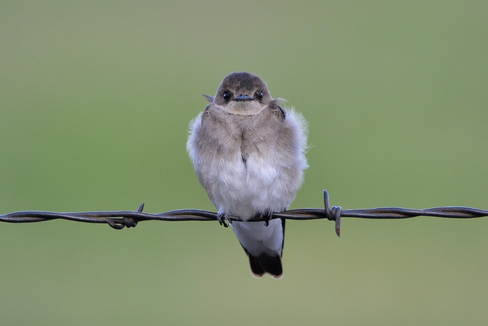 Northern-Rough-winged-Swallow 1