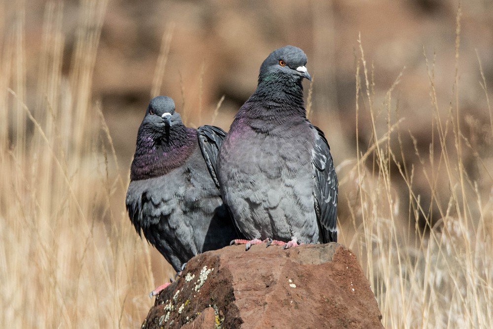 Pigeons