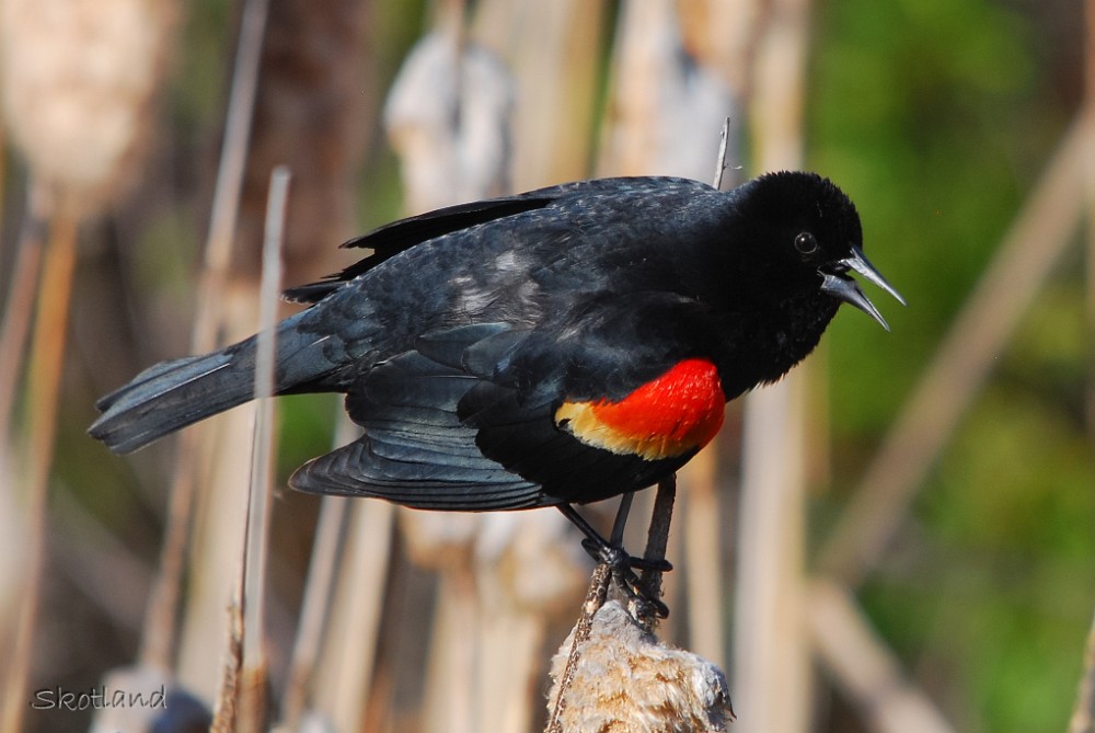 Red-winged-Blackbird