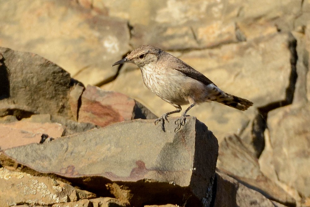 Rock-Wren