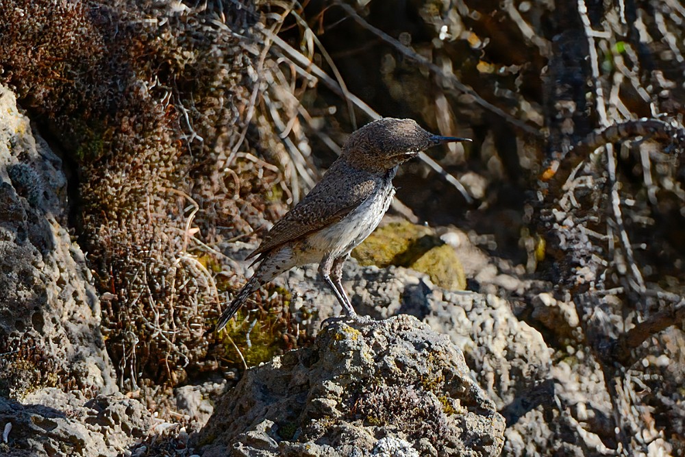 Rock-wren-1