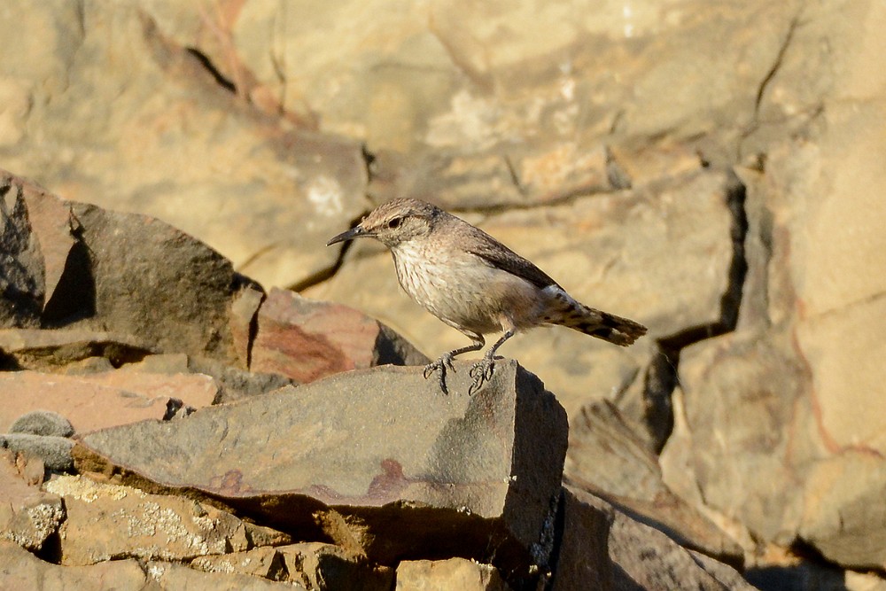 Rock-wren-2