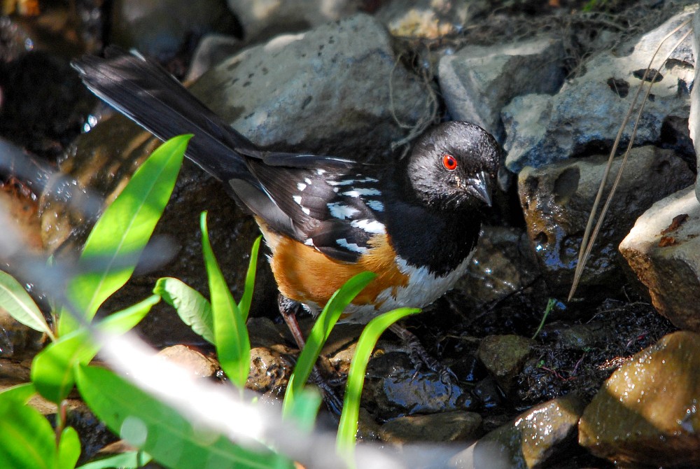 Spotted-Towhee