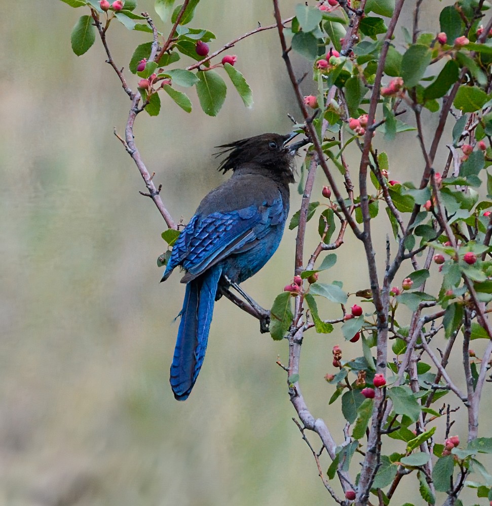 Steller's-Jay-1