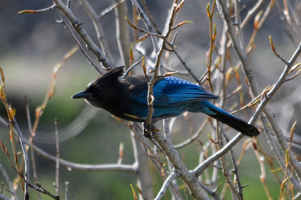 Steller's-Jay