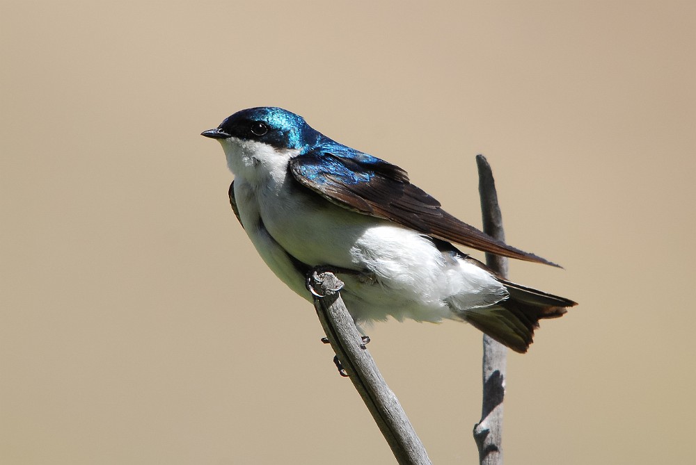 Tree swallow - tachycineta bicolor