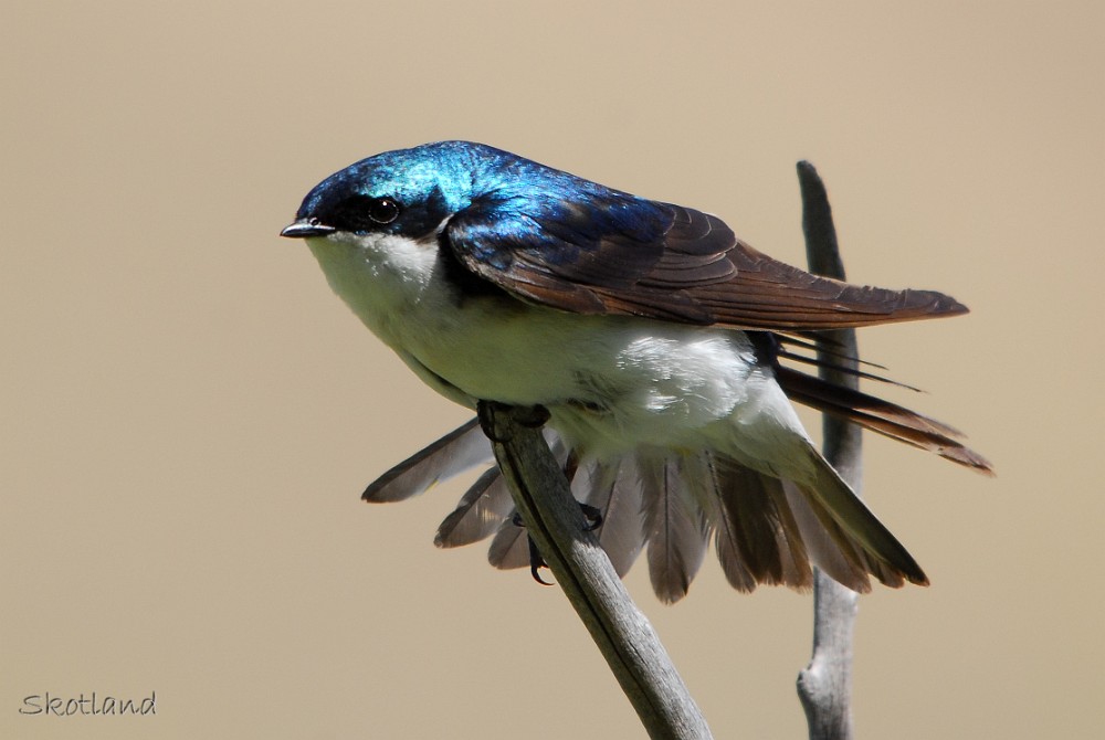 Tree-swallow-tachycineta-bicolor 1