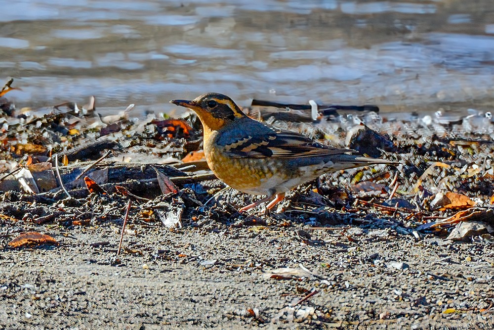 Varied-thrush