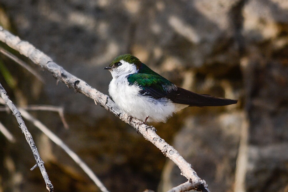 Violet-green-Swallow-1