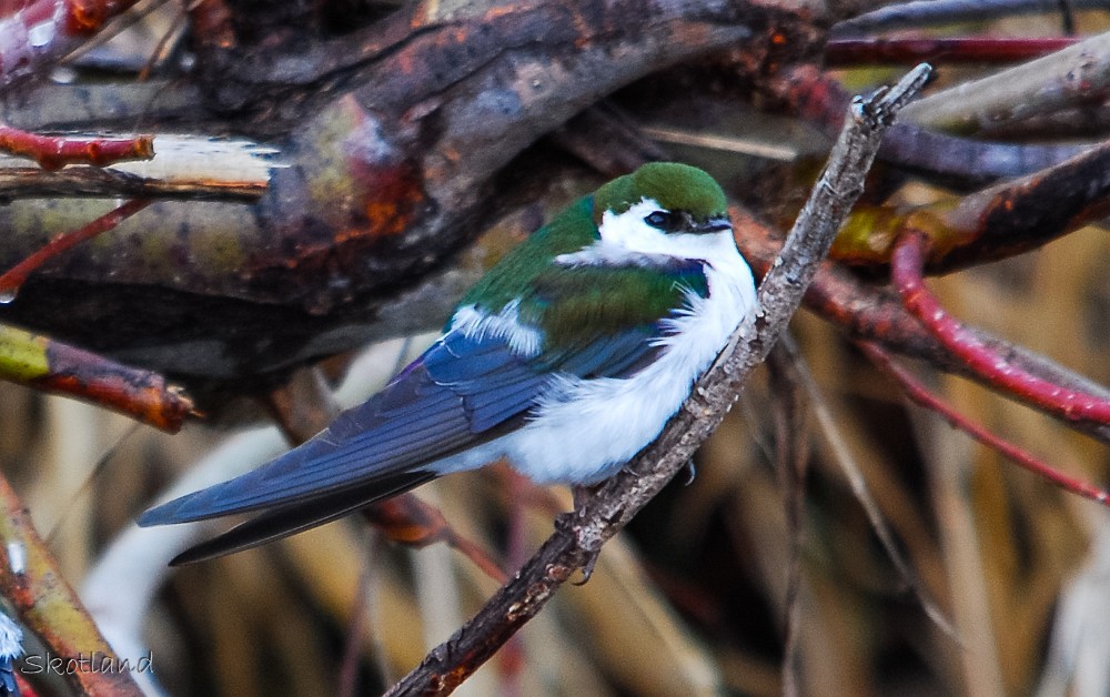 Violet-green-Swallow