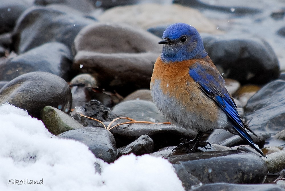 Western Bluebird-April snow in the Canyon