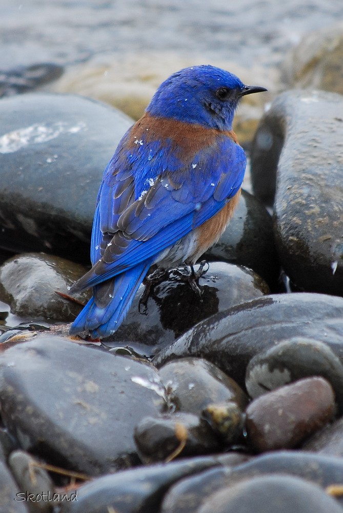 Western-Bluebird-April-snow