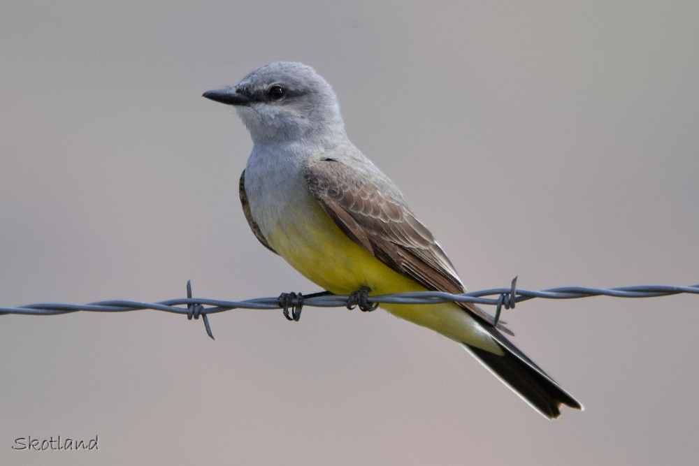 Western-Kingbird