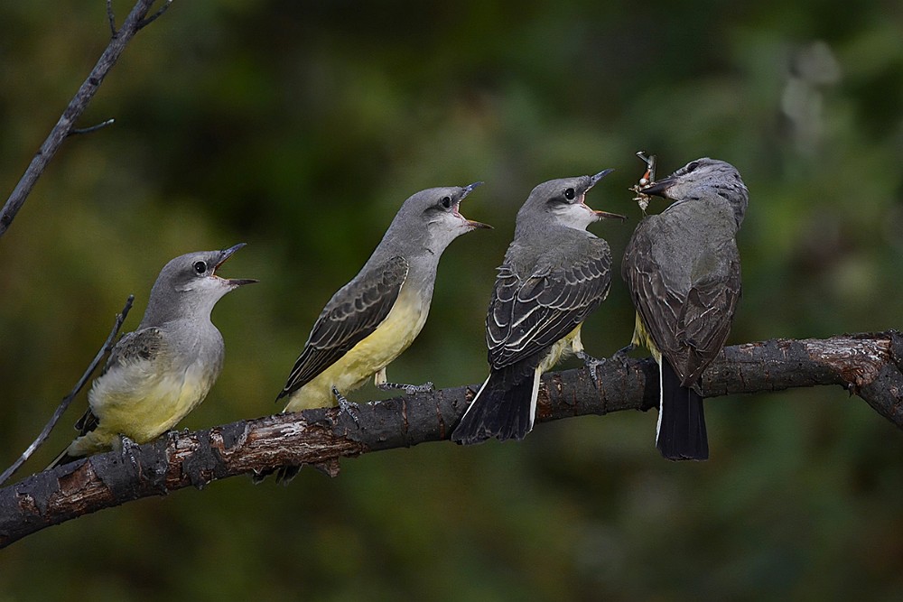 Western-Kingbirds-Adult-and-fledglings