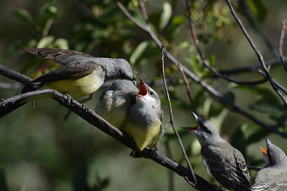 Western-Kingbirds-Adult-and-fledglings 1