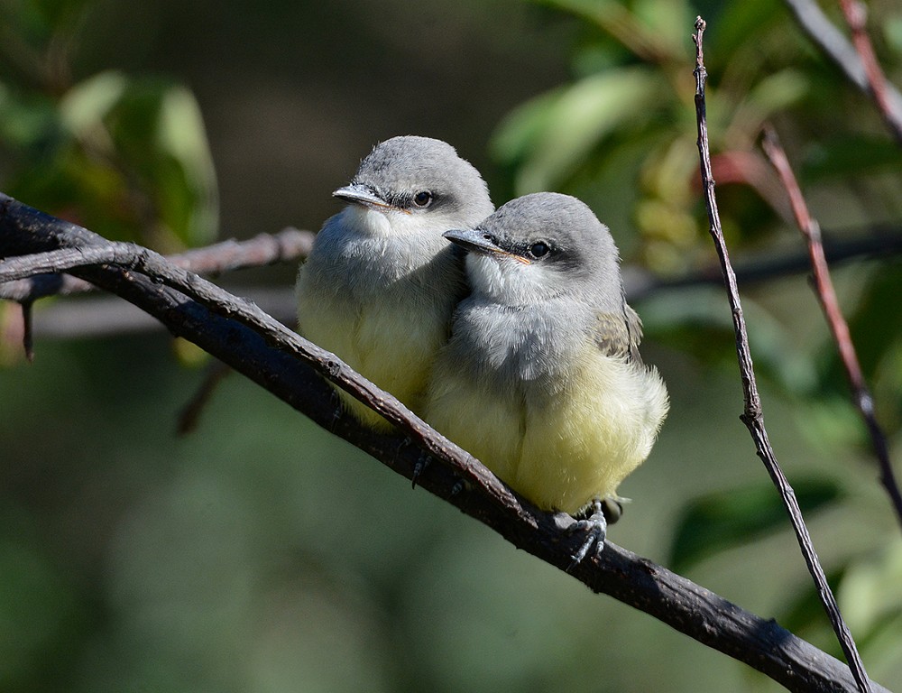 Western-Kingbirds-fledglings