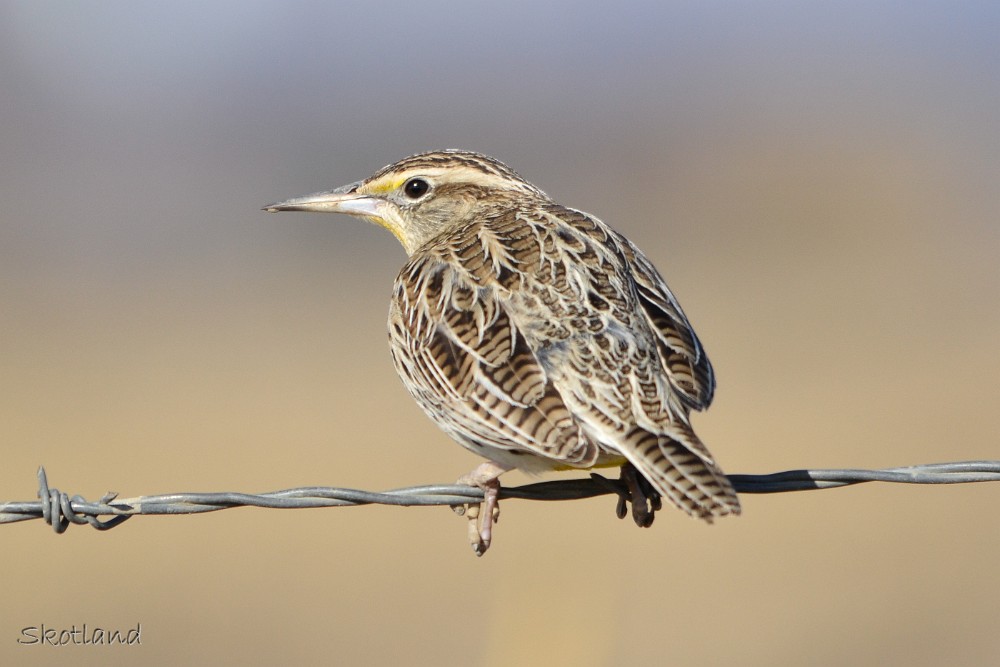 Western-Meadowlark-female