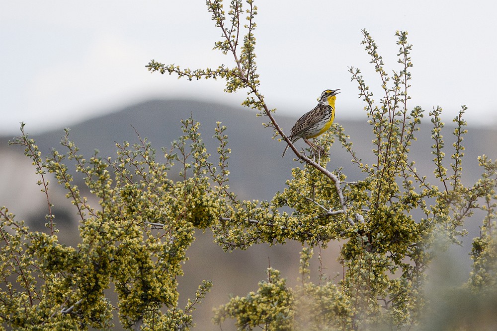 Western-Meadowlark