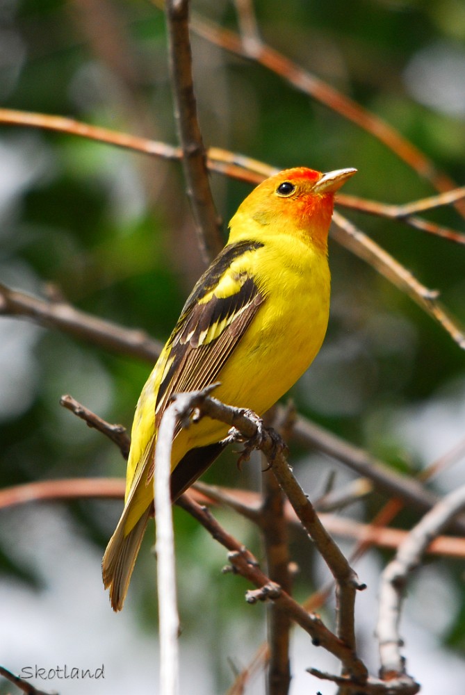 Western-Tanager