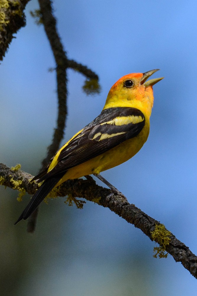 Western-Tanager 1