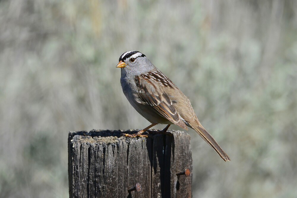 White-crowned-sparrow