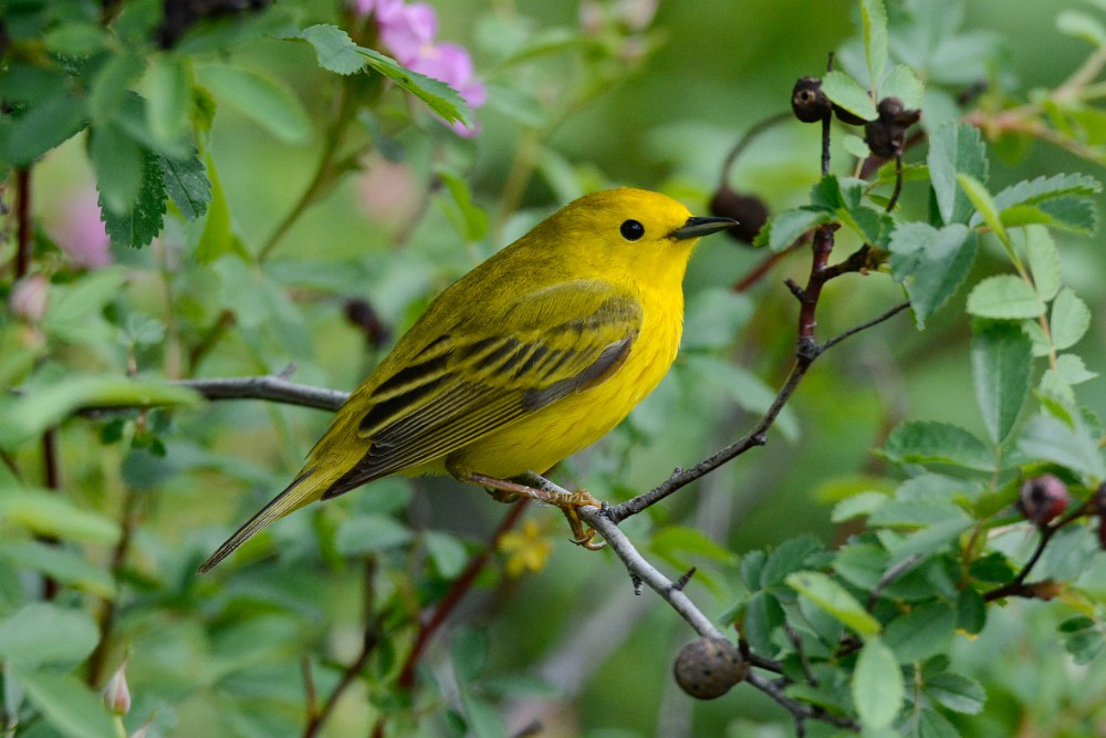 Yellow-Warbler