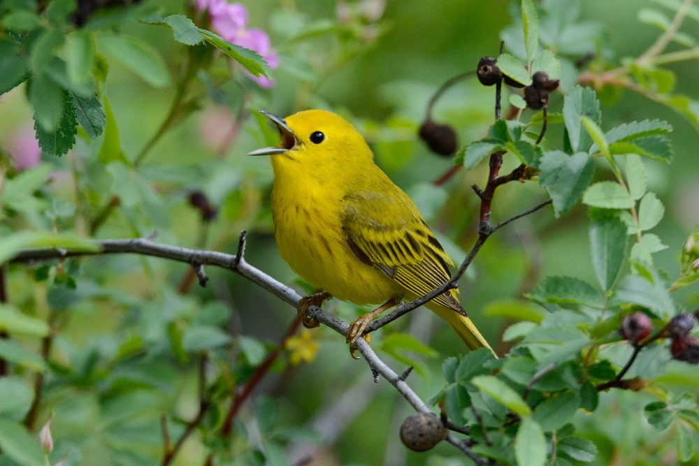 Yellow-Warbler 1