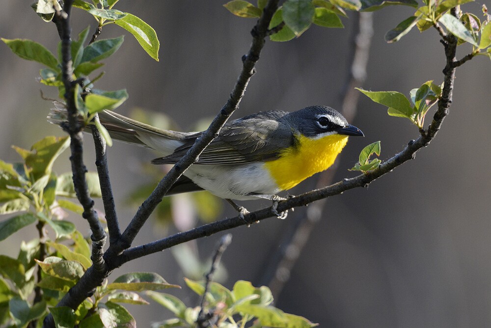 Yellow-breasted-Chat-1