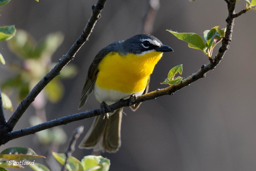 Yellow-breasted-Chat