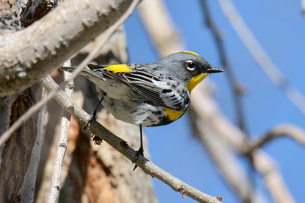 Yellow-rumped warbler