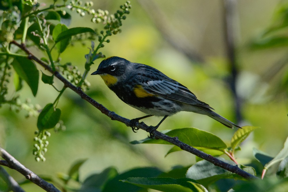 Yellow-rumped-warbler 1