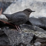 American Dipper