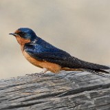 Barn-swallow