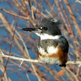 Belted Kingfisher