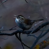 Bewick's-wren-1