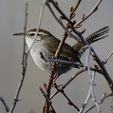 Bewick's-wren