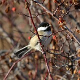 Black-capped-chickadee-1