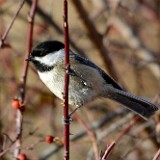 Black-crowned Chickadee