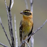 Black-headed Grossbeak