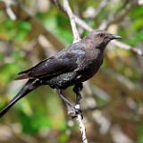 Brewer's Blackbird-female