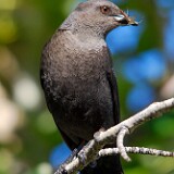 Brewer's-Blackbird-1