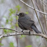 Brewer's-blackbird-female-1