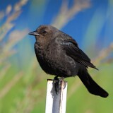 Brewer's-blackbird-female-2