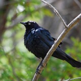 Brewer's-blackbird-male-1